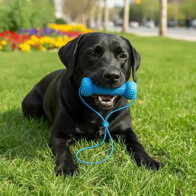 Enklare tandborstning för både dig och din hund.