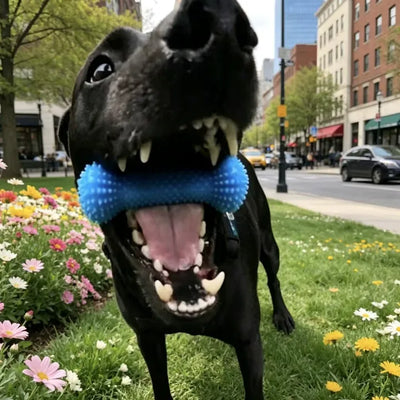 Enklare tandborstning för både dig och din hund.