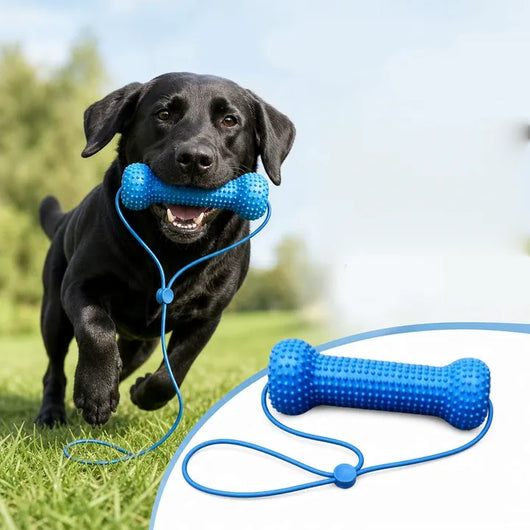 Enklare tandborstning för både dig och din hund.