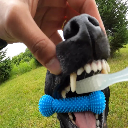 Enklare tandborstning för både dig och din hund.